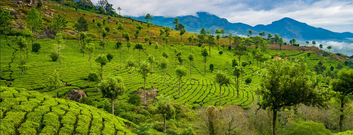 Munnar
